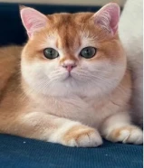 للبيع نثيه برتش WCF