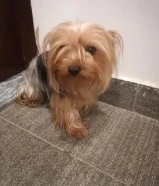 Yorkshire terrier