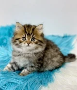 كيتن برتش لونغ هير
