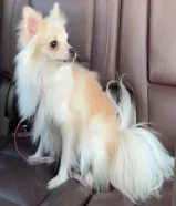 للبيع بومرينان