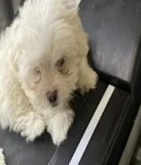 Maltese for sale