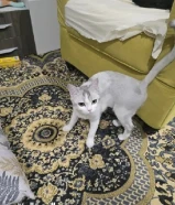 الام وبنتها برتش شورت هير مع بعض والاغراض بيع مو تبني