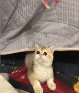 للبيع قط برتش ny12