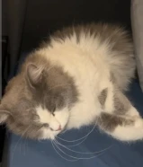 لتبني قطه منزلي