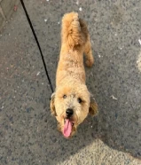 بودل لعوب ونظيف خالي من لامراض