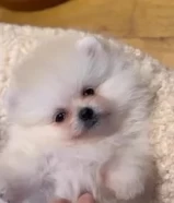 Pomeranian puppy for sale age 2monthold