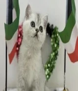 كتنز برتش شورت هير مستوى عالي من انتاج روسيا