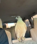 جير حر للبيع