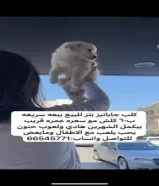 جابانيز بتز