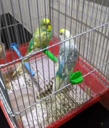 bird for sale