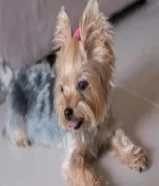 female yorkie