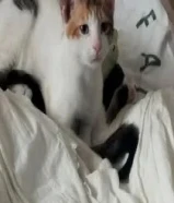 tabby cats for adoption, food with litter comes with, no charge99197362