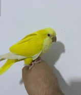 كويكر لاتيني ربوه