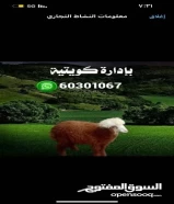 للبيع اغنام عربي وايراني خدمة ممتازة بادارة كويتية