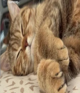 Cat for adoption