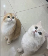 مطلووووووب قطو ذكر من هالنوعيه يكون تبني