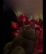 للتبني قط سكوتش فولد انثى