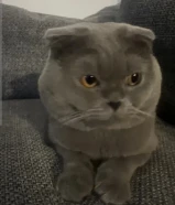 قط للتبني برتش ذكر