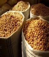 فستق إيراني فاخر – طعم ملوكي، جودة عالية، وسعر مناسب!