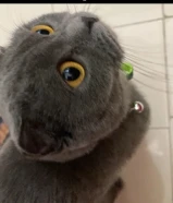 قطة انثى سكوتش فولد