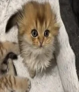 كيتن سكوتش بيور
