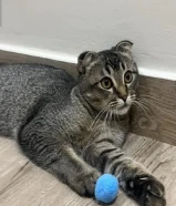 سكوتش فولد للبيع