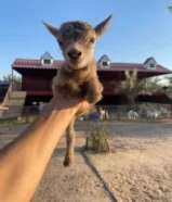 الماعز القزم للاطفال