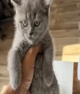 45 KWDسكوتش ستريت موون فيس kitten