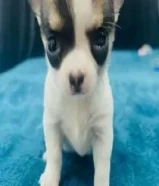 Pure Breed Chihuahua For Sale for serious buyer only