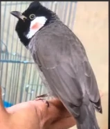 بلابل عراقيه ربوه