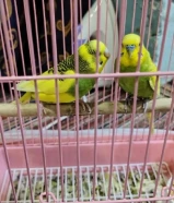 Love birds for sale