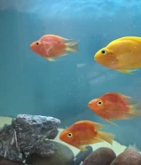 red parrot fish for sales