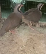 طيور محميه