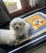 Maltese for sale