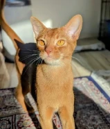 Beautiful Purebred Abyssinian Males