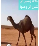 كبد قطعة 1