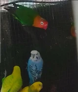 للبيع بادجي سلات