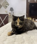 للتبني انثى شيرازي 4 شهور