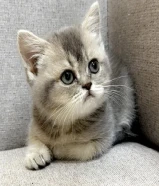 للبيع كيتن سكوتش ستريت