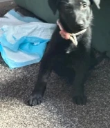 purebred black Labrador Retriever puppy cute