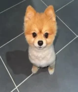 كلب بوميريانيان