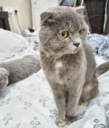 Male and Female scottish fold for adoption ولد وبنت سكوتش فولد للتبني