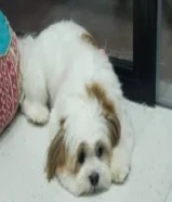 كلبه مفقودة