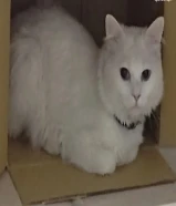 قط جميل جدا نضيف ذكر