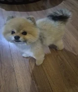 للبيع جلبين بمرانين