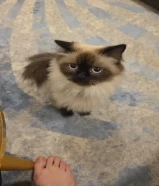 بس للتزواج ذكر