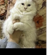 التبني قطه ضايعه