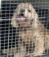 كلب كوكو بانيل