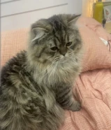 للتبني عمره 9 شهور هادي ولعوب ويحب النوم والاكل