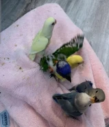 فرخ كروان وايت فيس 15